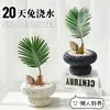 Planta Bebê de Ipê em Vaso, uma Ferramenta de Alívio de Estresse para Desktop para Trabalhadores, Fácil de Cultivar Hidroponicamente, Pequena Planta Verde Tolerante à Sombra para Banheiros