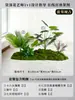 Musgo para Paisajismo de Plantas Verdes Plantas Artificiales Decoración Flores Artificiales Combinación Tropical para Interiores Paisaje de Ventana Persa Arreglo de Césped