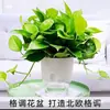 Recipientes Hidropónicos, Macetas para Flores Perezosas Auto-Absorbentes Extra Grandes, Macetas para Flores Auto-Absorbentes de Agua, Macetas Hidropónicas para Potos y Anturios, Macetas Decorativas de Interior