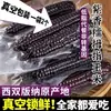 Maíz negro del tamaño de un pulgar de color púrpura de Xishuangbanna, Yunnan, maíz de dedo fragante y pegajoso, mazorca de maíz fresca lista para comer envasada al vacío
