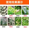 Guoguang 40% Carbendazim Planta Flor Oídio, Mancha Negra, Antracnosis Especial Carbendazim Fungicida General