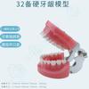 Modelo de 28 Dentes, Modelo de 32 Dentes, Modelo Dentário, Modelo Oral, Serviço Completo para Ensino e Explicação em Clínicas Odontológicas