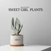 Árbol de Dinero de las Cinco Bendiciones Planta Pequeña en Maceta Planta de Escritorio para Oficina Maceta de Balcón Planta Verde de Interior Planta con Flor en Maceta Venta al por Mayor