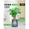 Árbol del Dinero Maceta Flores, Sala de Estar, Casa Próspera, Plantas Verdes, Fácil de Cultivar en Todas las Estaciones, Árbol del Dinero, Plantas Hidropónicas de Escritorio para Oficina