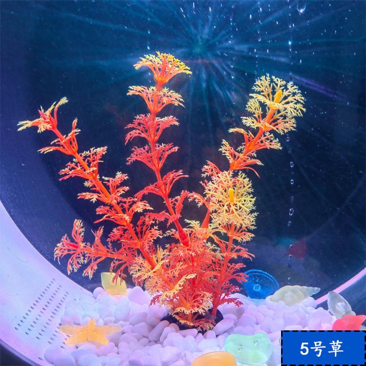 5号草