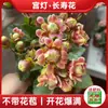 Planta en Maceta Nueva de Kalanchoe con Capullos de Flor, Fácil de Cuidar, Florece Todo el Año, Plántulas de Flor Grande de Doble Pétalo, Flores para Balcón, Plantas Verdes para Uso en Interiores