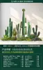 Combinação de Paisagismo de Cactos Simulados Paisagem Interna Árvore Falsa Planta Verde Biônica Hall de Entrada Decoração de Varanda Plantas Verdes Falsas