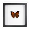 Mariposa Real, Especie Preciosa de Verano, Mariposa Rara con Alas Verdes Grandes, Adorno de Escritorio, Espécimen de Regalo, Pintura Decorativa, Marco de Fotos de Mariposa