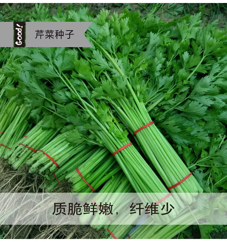小香芹03-1