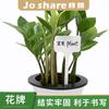 Etiqueta de identificação para jardinagem de plantas Zhixiao, plástico, tamanho grande, médio e pequeno, para inserir, placa indicadora para plantas suculentas, placa para inserir em flores