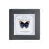 Marco de Vidrio Moderno Sencillo para Espécimenes de Mariposa Sala de Estar Regalo Pintura Decorativa Marco de Espécimen