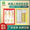 Diagrama de puntos de acupuntura de meridianos corporales. Ilustración de gráfico mural para masajes de cuerpo completo en casa. Medicina china. Acupuntura de salón. Moxibustión. Diagrama de puntos de acupuntura de alta definición.