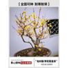 Plantas de Wintersweet para Dropshipping, Plantas de Wintersweet em Vasos Perfumadas, Bonsai de Pilha Antiga para Plantio no Solo, Pátio, Interior e Exterior, Ameixas Vermelhas
