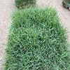 Semillas de Césped, Pasto de Centeno, Semillas de Césped Verde de Cuatro Estaciones, Semillas de Césped Mixto, Festuca Alta, Semillas de Césped Mixto de Festuca Azul, Semillas de Césped para Protección de Taludes
