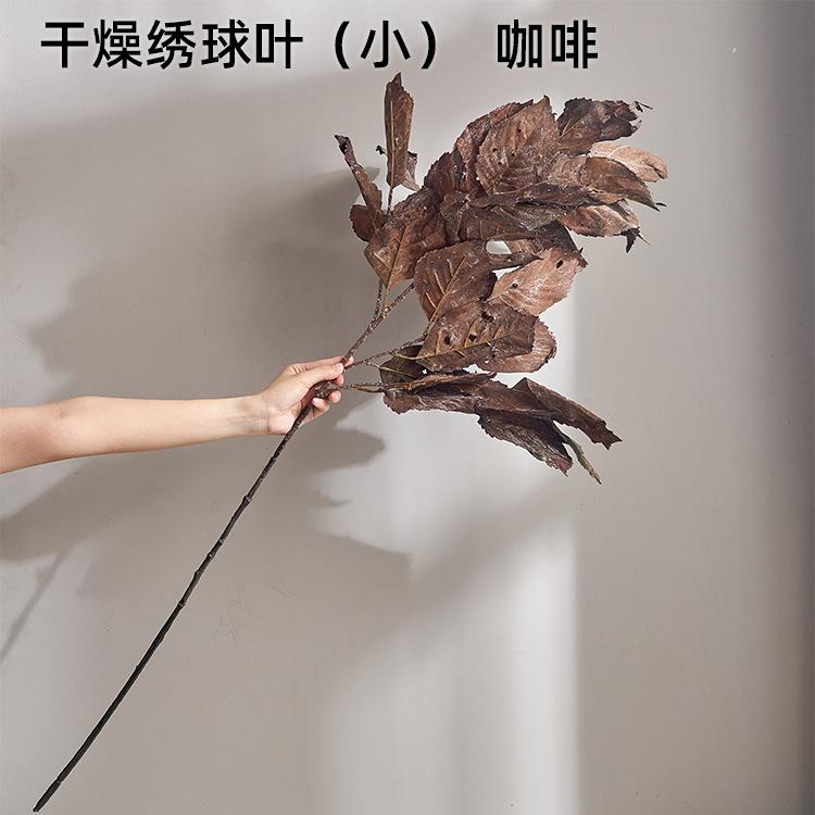 干燥绣球叶（小） 咖啡