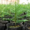 Taza de Nutrición para Plántulas Hortícolas Bolsa para Plántulas Maceta Desechable Plástico de Plantación Negra Taza para Plántulas Maceta para Plántulas Maceta de Nutrición