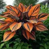 Suministro Transfronterizo Semillas de Flor de Hosta de Hoja de Color, Semillas de Flor de Hosta, Semillas de Flor en Maceta, Semillas de Flor de Grulla Blanca, Semillas de Flor de Hosta