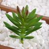 Planta Suculenta Mini Atacado Cabeça de Flor Artificial Pequenos Acessórios para Arranjo de Flores Suculenta Falsa Flor de Plástico Planta Decorativa Planta em Vaso