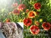 Sementes de Centáurea Perene no Atacado de Várias Regiões, Sementes de Dianthus Multicolores, Flores Medicinais, Flores de Trigo Gigantes, Sementes para Jardinagem