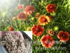 180 Variedades de Sementes de Flores Não Repetitivas, Fáceis de Cultivar em Todas as Estações, Podem Afastar Mosquitos, Adequadas para Varandas Internas e Externas, Distribuição Transfronteiriça