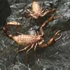 JinqiankunCobre Puro Escorpião Venenoso Animal de Estimação para Chá Porta-Canetas Coador de Chá Artesanato Artístico Suprimento Profissional Produção