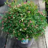 Plántulas de Flores de Rosa Japonesas Ultra-Miniatura Florecen Todo el Año, Rosas Mini Micro, Plantas Verdes para Balcones Interiores, Fáciles de Cuidar en Macetas Pequeñas