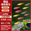 Guppies de Raça Pura, Peixes Ornamentais de Água Doce Pequenos, Peixes Tropicais Fáceis de Criar, Peixes Vivos, Peixes Limpadores, Kinguios Zebra, Peixes Pequenos, Alevinos