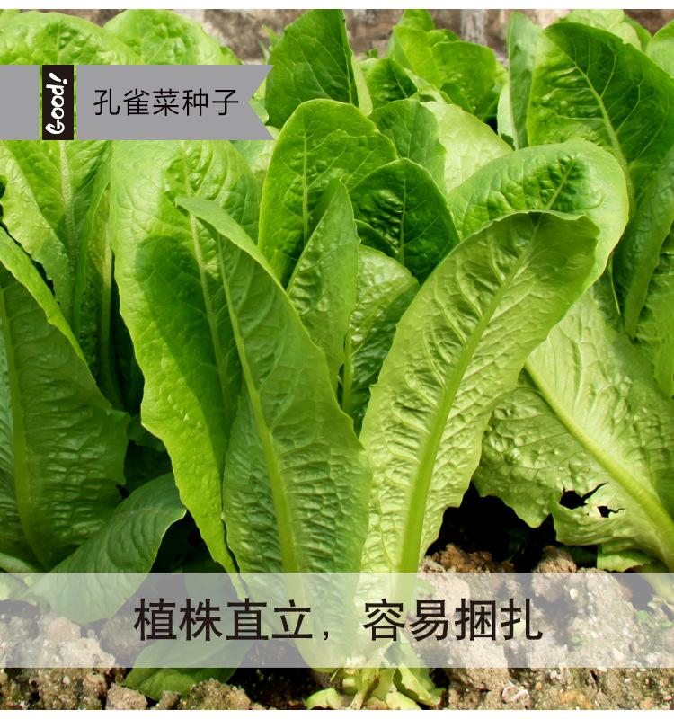 孔雀菜02