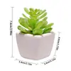 Mini Suculentas, Flores Bonsái Pequeñas, Adornos Creativos, Plantas, Dropshipping, Dropshipping para el Hogar en Aliexpress, Plantas Verdes