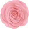 Caja de Joyería Cuadrada de Flores Eternas, Caja para Anillo Flor de Rosa de Cristal, Regalo de Boda San Valentín con Flores Secas, Accesorios de Decoración para Puesto