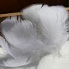 Punto autoproducido color diy pluma pequeña pluma flotante pequeña pluma de ganso escenario boda ola bola material de relleno
