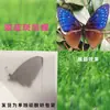 Especímenes de Mariposas Reales para Práctica, Mariposas Originales con Alas Sin Abrir, Materiales DIY para Espécimenes de Insectos, Mariposas Monarca, Insectos Originales, Mariposas Cola de Golondrina