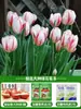 Bulbos de Tulipa Hidropônicos Atacado 5 Graus Bulbos Grandes Resistentes ao Frio para Inverno Interno/Externo Fácil de Cultivar para Iniciantes Flores em Vasos Plantas