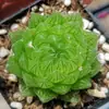 Base de planta suculenta autoproducida y autovendida al por mayor suculentas pequeñas combinación de flores plantas en maceta plantas carnosas Lithops Haworthia