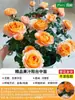 Jugo de Frutas Balcón Planta en Maceta Rosa con Capullos Florece Cuatro Estaciones Bueno para Balcón Patio Fácil de Cultivar Flores de Rosa Plantas Verdes Bonsái