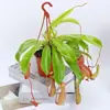 Planta carnívora Nepenthes, una planta en maceta que atrae y atrapa moscas, una planta carnívora que repele mosquitos e insectos, adecuada para salas de estar, balcones y espacios interiores, una planta verde divertida y grande, una gran planta con flores