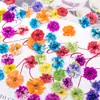 Flores de Gipsófila, flores secas, especímenes de flores prensadas, flores secas para resina DIY, fundas para teléfono, velas aromáticas, marcos de fotos, marcapáginas