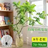 Ligustro de Folhas Pequenas Famoso na InternetPlanta Verde Hidropônica Fresca para Decoração de Interiores, Fácil de Manter o Ano Todo, Adequado para Salas de Chá