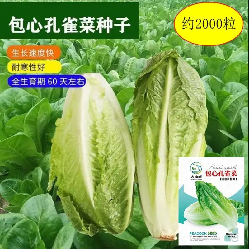 孔雀菜类主图２