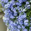 Plántulas de Flor Grande Copo de Nieve Azul, Plantas Trepadoras, Flores Frescas para Jardín de Balcón, Plantas de Bonsái, Plantas de Floración de Cuatro Estaciones en Maceta para Uso Interior y Exterior