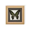 Marco de Espécimen de Mariposa Rara para Exhibición, Regalo o Decoración; Regalo de Madera Único y Versátil
