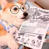 Juguetes para perros, juguetes para morder resistentes, juguetes que suenan como periódico, Teddy Corgi, suministros para mascotas pequeños y medianos