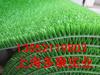Duokang Gold Grass, Gold Grass, Clarified Grass, Tecido Dourado