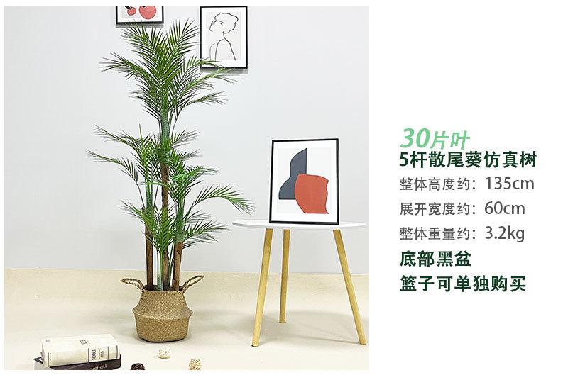 散尾葵树_05