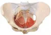 Modelo Anatômico do Útero Modelo: Yj/Sz0009 Material de PVC Modelo do Sistema Reprodutor do Corpo Humano