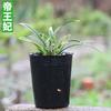 Orquídea Jianlan Princesa Imperial al por mayor Todo el Año Orquídea Buena para Criar Plántulas de Orquídea Arte de Hoja de Phnom Penh Verano con Capullos y Fragancia Fuerte para Entrega