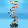 Kit de Montagem de Componentes do Modelo da Estrutura da Dupla Hélice de DNA para Alunos do Ensino Fundamental e Médio Explorarem Variação Genética Cgat Equipamento Experimental