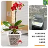 Macetas Transparentes para Plantas en Maceta, Plantas Verdes, Ventana Cuadrada de Observación, Plantas de Balcón y Alféizar, Cultivo de Flores, Venta al por Menor y al por Mayor