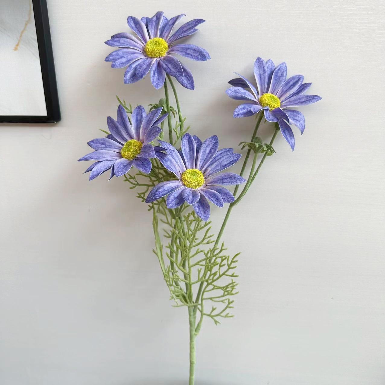 夏菊蓝紫色