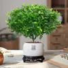 Madera Aromática Maceta Tocón Viejo de Pimienta Plantones Repelente de Mosquitos e Insectos para Interiores Planta de Escritorio Perenne Planta Verde para Todas las Estaciones